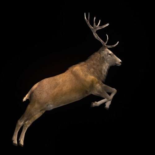 Ritual Stag video art for rock and metal concert visuals