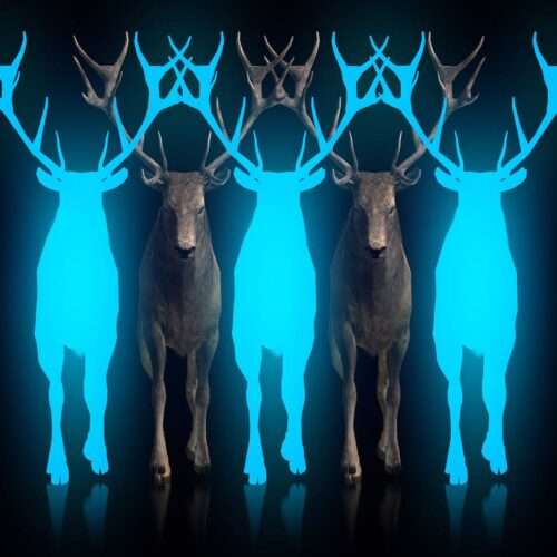 Ritual Stag video art for rock and metal concert visuals