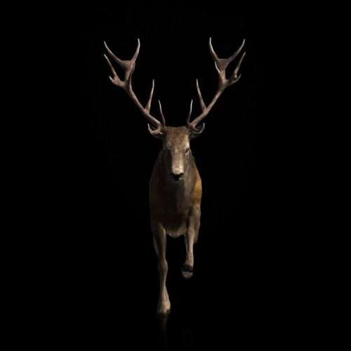 Ritual Stag video art for rock and metal concert visuals