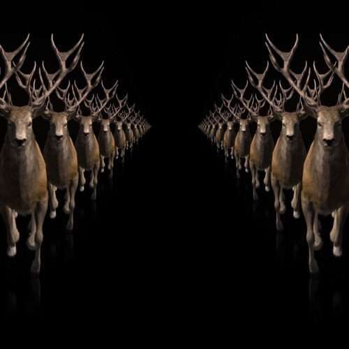 Ritual Stag video art for rock and metal concert visuals