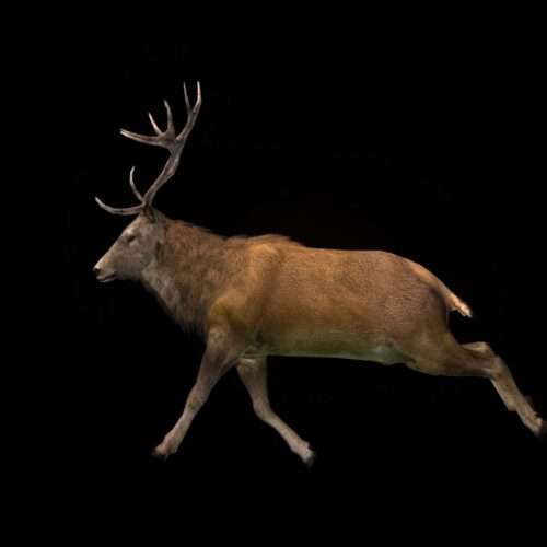 Ritual Stag video art for rock and metal concert visuals