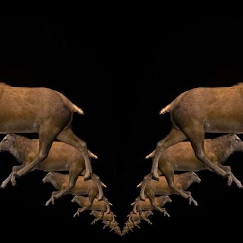 Ritual Stag video art for rock and metal concert visuals