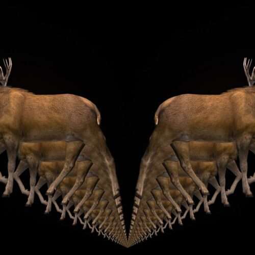 Ritual Stag video art for rock and metal concert visuals