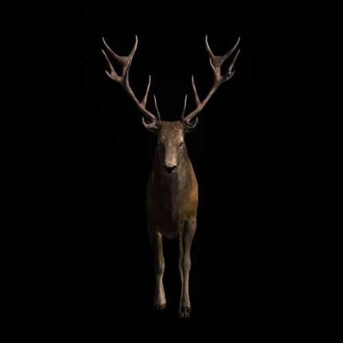 Ritual Stag video art for rock and metal concert visuals