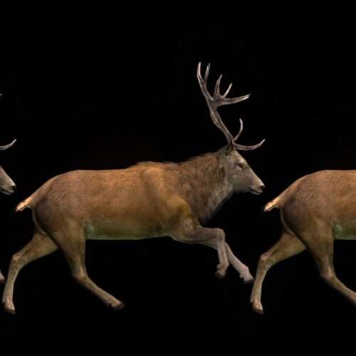 Ritual Stag video art for rock and metal concert visuals