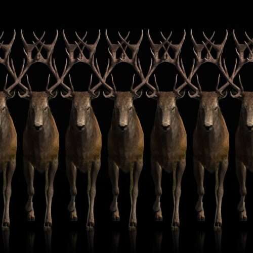 Ritual Stag video art for rock and metal concert visuals