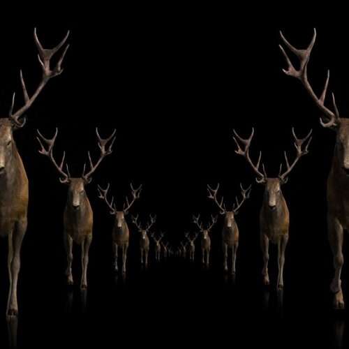 Ritual Stag video art for rock and metal concert visuals