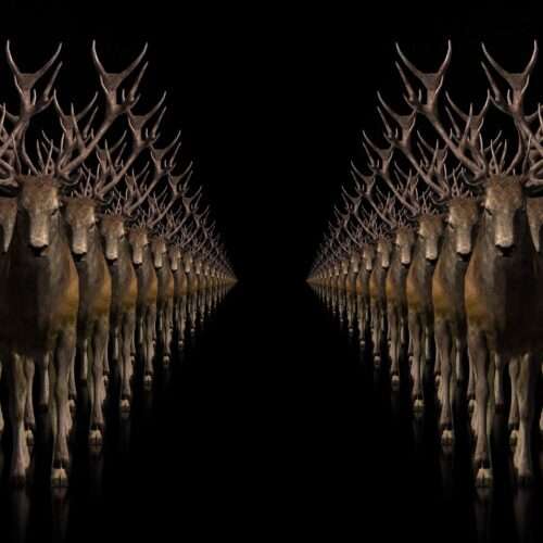 Ritual Stag video art for rock and metal concert visuals