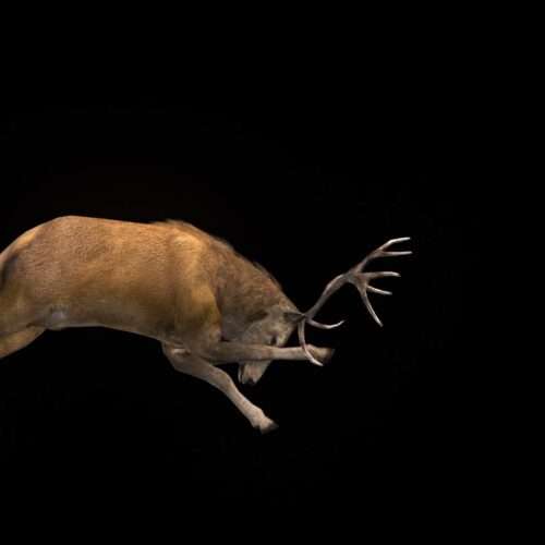 Ritual Stag video art for rock and metal concert visuals