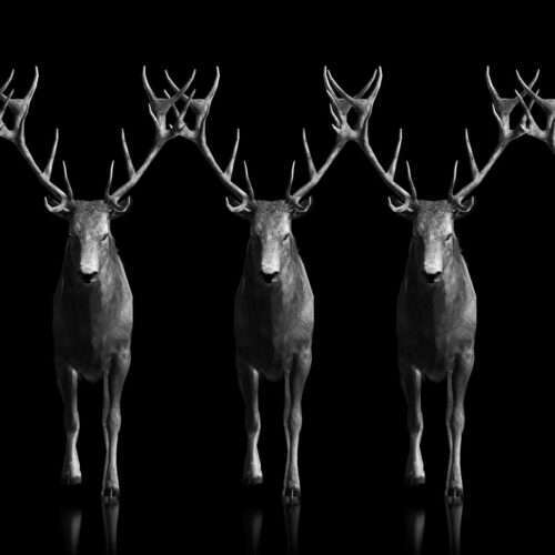 Ritual Stag video art for rock and metal concert visuals